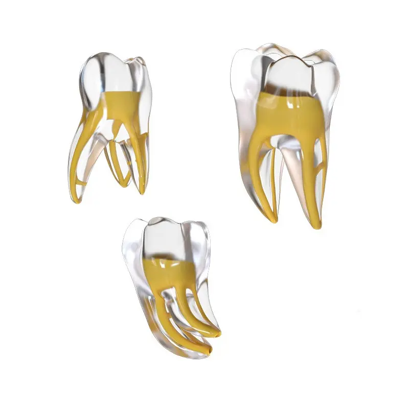 Endo Training tooth